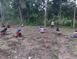 Bripka Agus Riyanto melakukan monitoring dan pengawasan Lahan Kebun Polsek Lio Timur