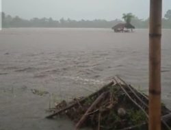 Akibat Hujan Deras Ratusan Hektar Sawah di Kotabaru Terendam Air