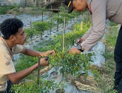 Polsek Ndona Panen Perdana Tanaman Cabai