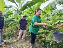 Panen Berkah di Kebun Jane Belu, Petani Adalah Tulang Punggung Ekonomi NKRI