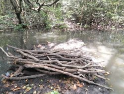 Mangrove Kota Uneng Sikka Terancam Rusak, Warga: “Air Sudah Sampai Jendela Rumah”