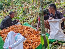 Panen Raya Jagung 1,5 Hektar di Manggarai Timur, BumDes SA NAI Golo Tolang Dukung Ketahanan Pangan Nasional